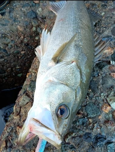 スズキの釣果