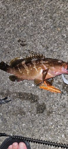 アコウの釣果