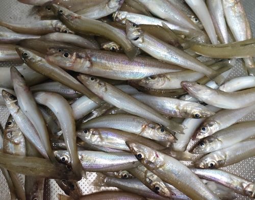 キスの釣果