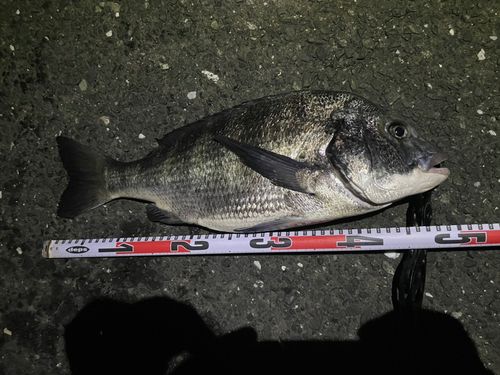 クロダイの釣果