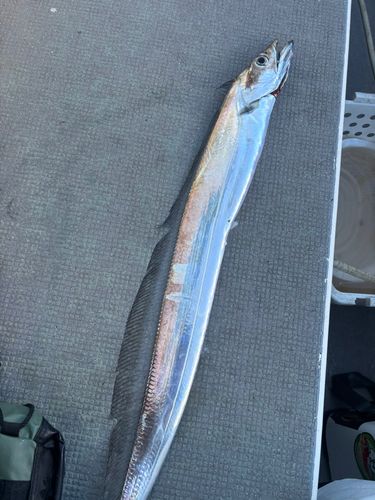タチウオの釣果