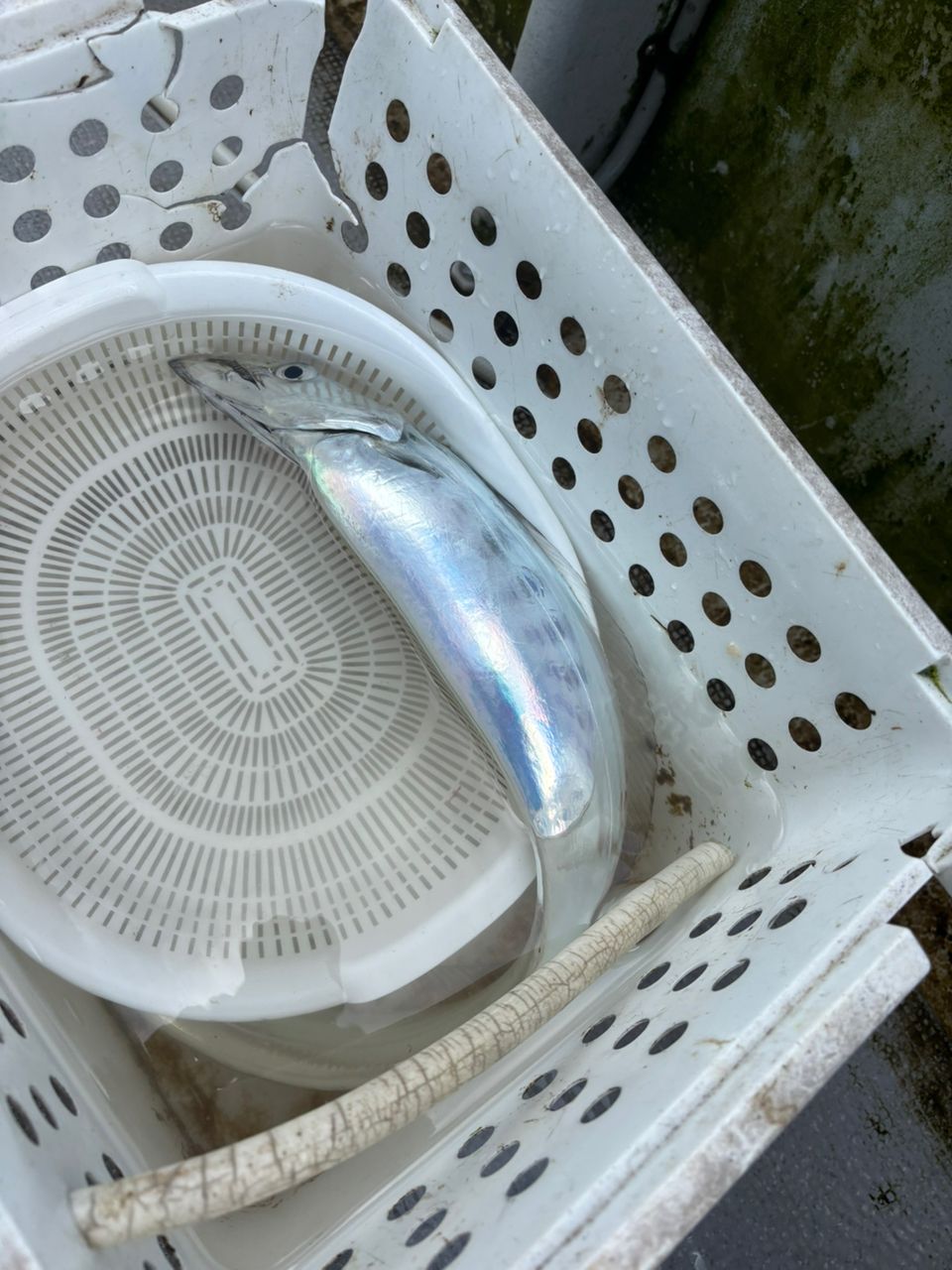 detakaさんの釣果 2枚目の画像