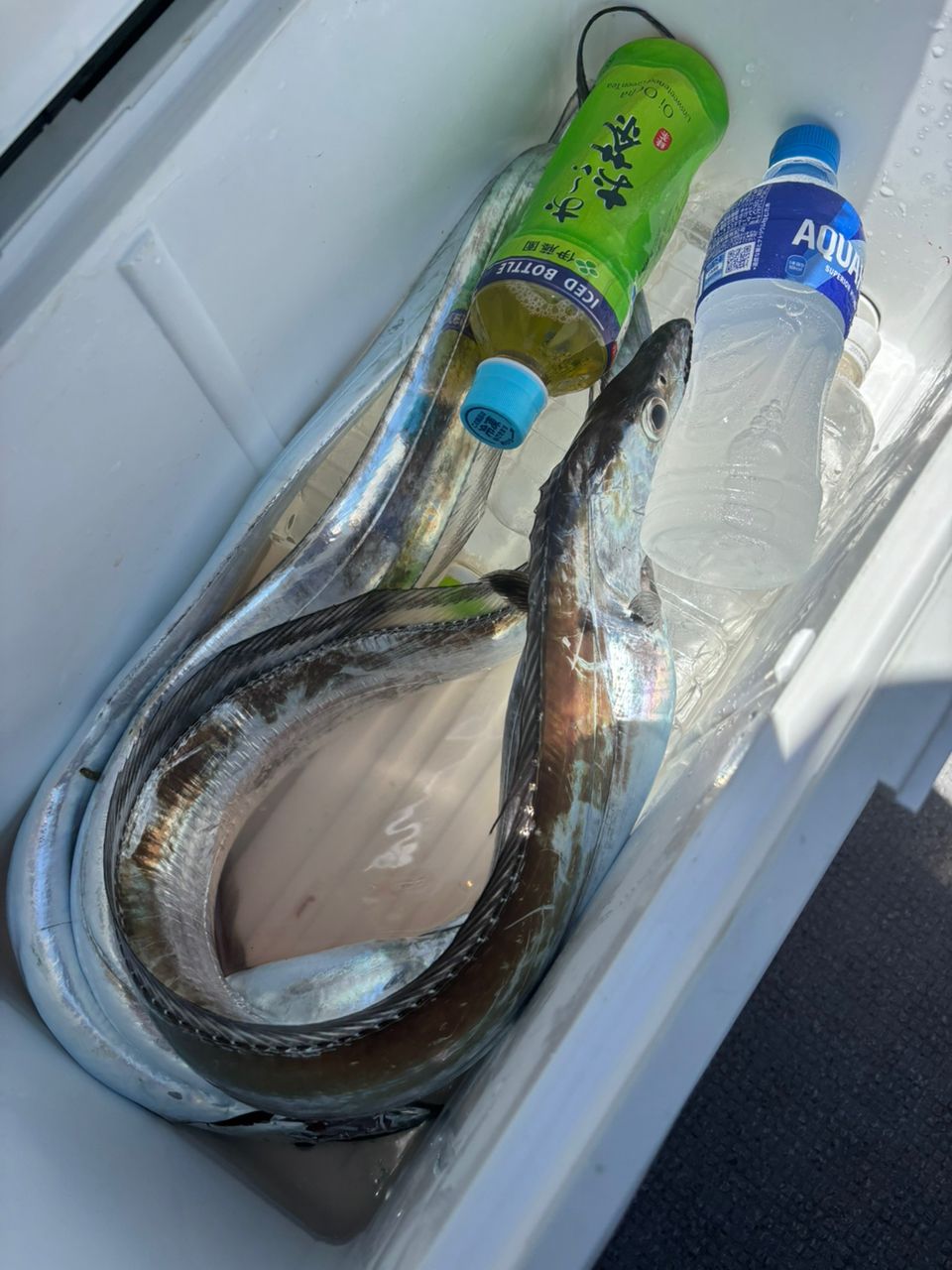 detakaさんの釣果 3枚目の画像