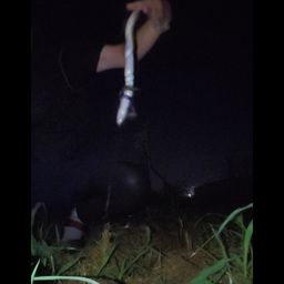 ウナギ