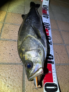 シーバスの釣果