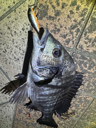 クロダイの釣果