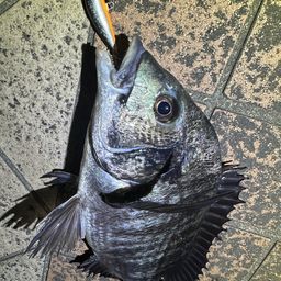 クロダイ