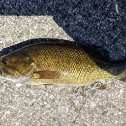 スモールマウスバス