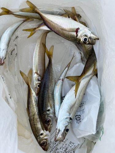 アジの釣果
