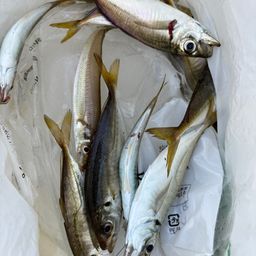 アジ