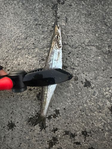 カマスの釣果