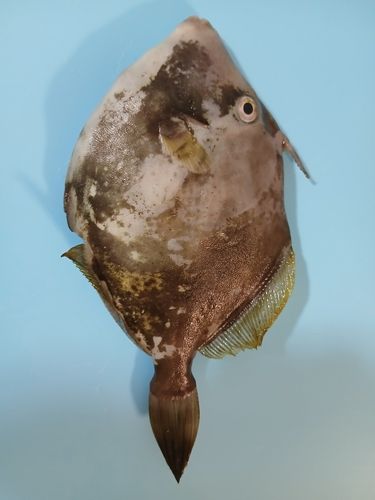 カワハギの釣果