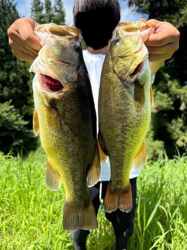 ラージマウスバスの釣果