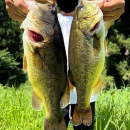 ラージマウスバス