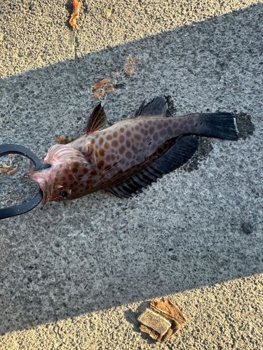 オオモンハタの釣果