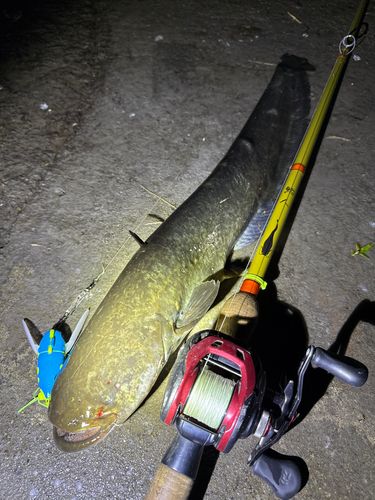 ナマズの釣果