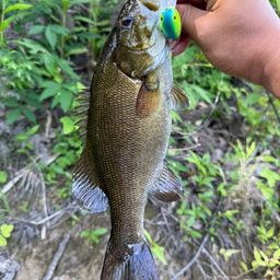 スモールマウスバス