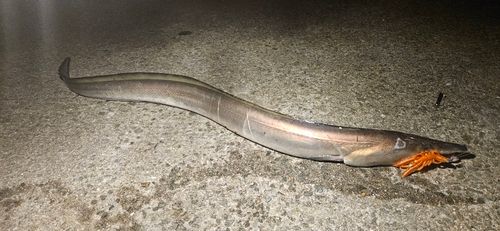 ハモの釣果