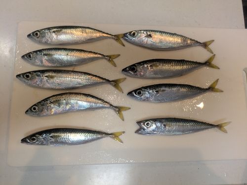 サバの釣果