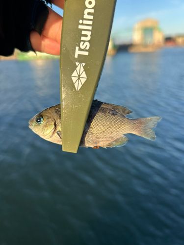 グレの釣果