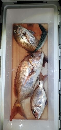 マダイの釣果