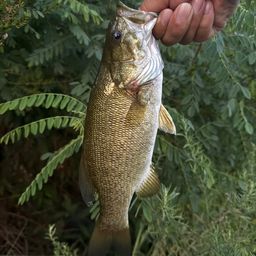 スモールマウスバス