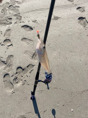 キスの釣果
