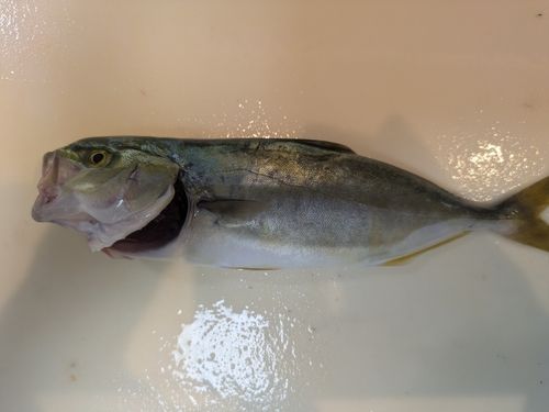 ツバスの釣果