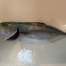 ツバス