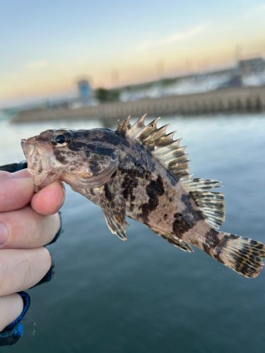 タケノコメバルの釣果