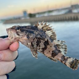 タケノコメバル