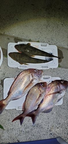 マダイの釣果