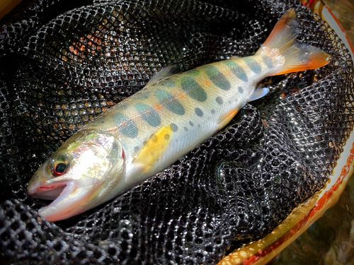 アマゴの釣果