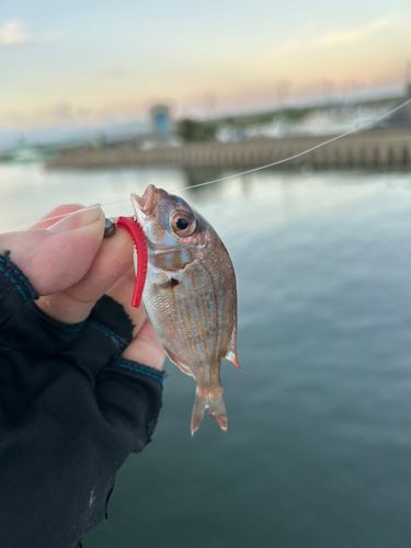 チャリコの釣果