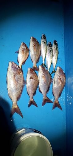 マダイの釣果