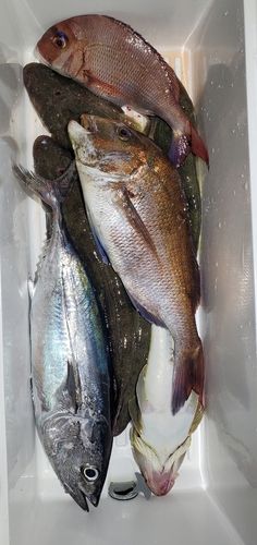 マダイの釣果