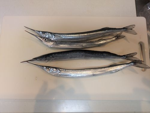 サヨリの釣果