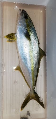 ヒラマサの釣果