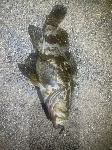 タケノコメバルの釣果