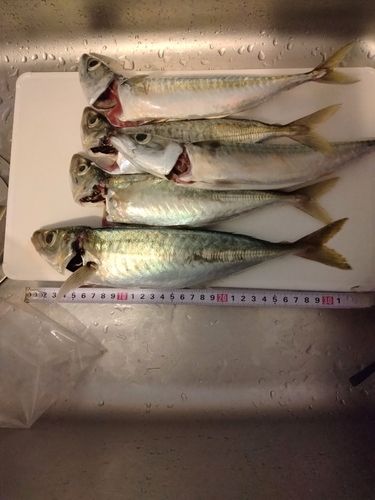 アジの釣果