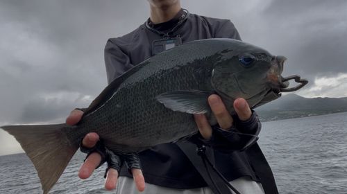 クチブトグレの釣果