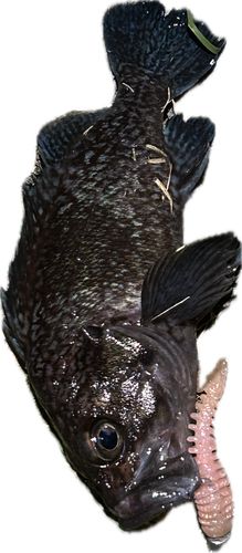 ソイの釣果