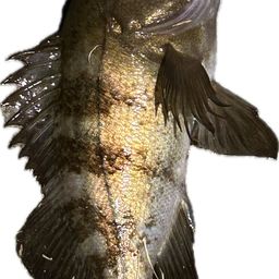 メバル