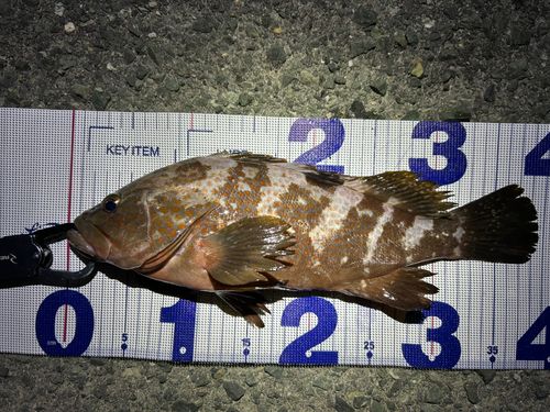 キジハタの釣果