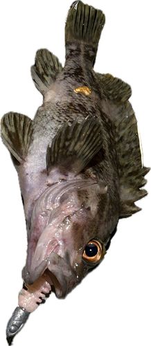 ソイの釣果