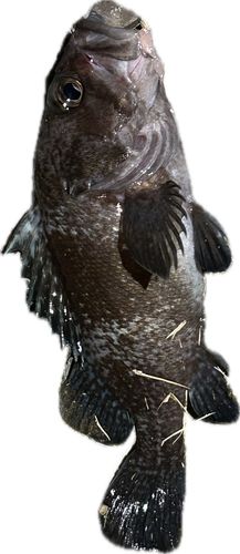 ソイの釣果