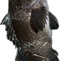 ソイ