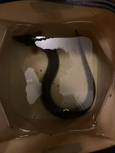 ウナギの釣果