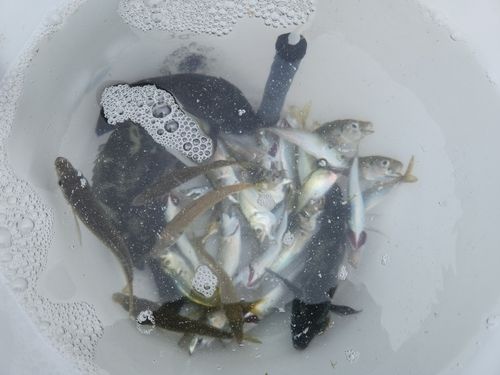 マルアジの釣果