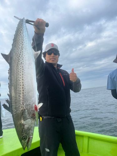 サワラの釣果